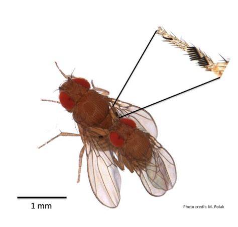 Uc Fruit Fly Study Features Sex Lasers And Male Competition