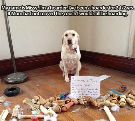 See The Incredible Funny Dog Pictures In Trouble Hilarious Pets Pictures