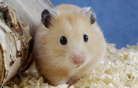 Hamster Desktop Wallpapers Top Free Hamster Desktop Backgrounds