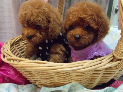 Champion Akc White Toy And Teacup Poodle Puppies For Sale In Fl Lowry