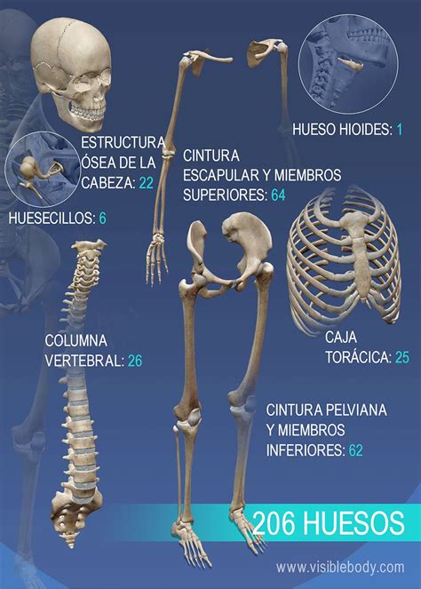Anatomia El Escqueleto Humano