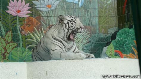 Review Of White Tiger Habitat At The Mirage At