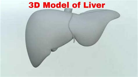 3d Model Of Liver Review Youtube