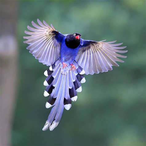 Film drama thailand selingkuh dengan istri mudah ayah nya. birds: gazza azzurra di Taiwan (Urocissa caerulea)