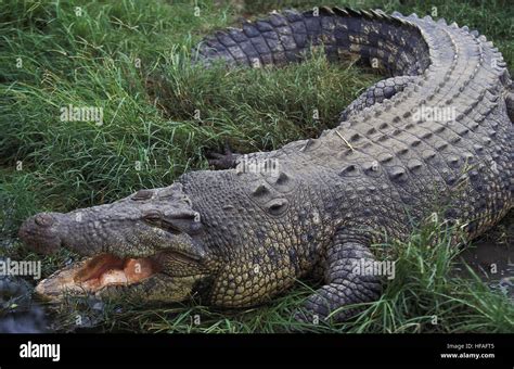 Australian Saltwater Crocodile Or Estuarine Crocodile Crocodylus