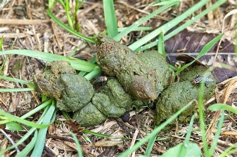 5 Giardia Dog Poop Pictures With Veterinarian Comments