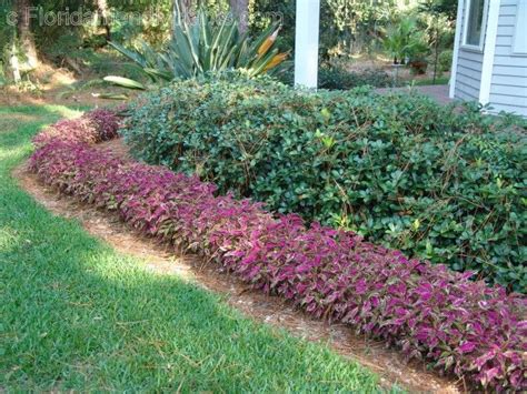 Florida Friendly Edging Plants Florida Plants And Gardens Pinterest