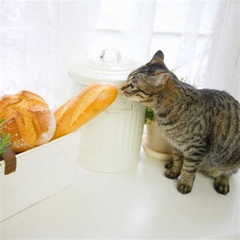 Can Cats Eat Bread Petstruggles