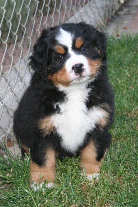 33 Bernese Mountain Dog Puppies Ireland Image Bleumoonproductions