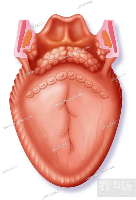 Tongue Drawing Anatomy Of The Tongue And The Posterior Structures