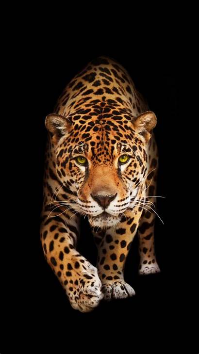 Cat Wild Jaguar Background Backgrounds Jaguars Animal