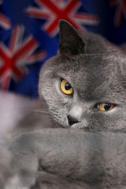 Do British Shorthair Cats Shed A Lot British Shorthair
