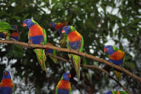 Birim ya da bölüm bazlı raporlamalar sunmak. 5 espectaculares aves exóticas - VIX