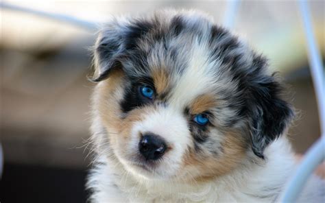 Download Wallpapers 4k Australian Shepherd Puppy Cute Animals Blue