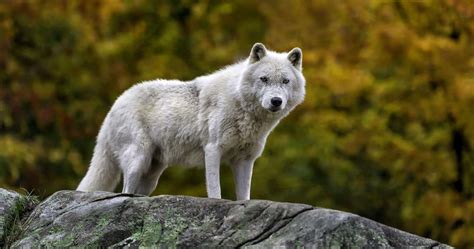 White Wolf Wallpapers 4k Wolf Background Images