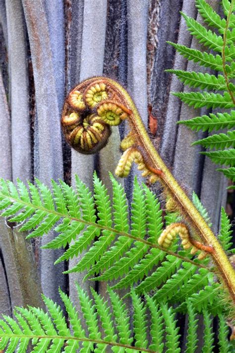 Koru Tree Fern Frond And Trunk Symbol Of New Zealand Stock Photo By
