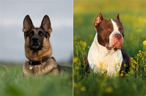 German Shepherd Vs Pitbull Whos The Best Dog