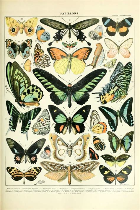 Botanical Vintage Poster Aesthetic Wall Collage Kit 112 Pcs Etsy