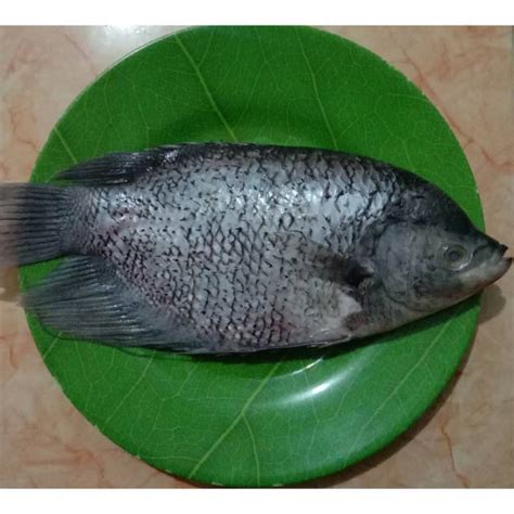 Jual Ikan Gurame Shopee Indonesia
