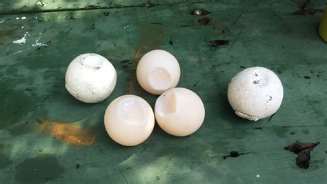 Spy Eggs Track Illegal Sea Turtle Egg Trade Blog Nature Pbs