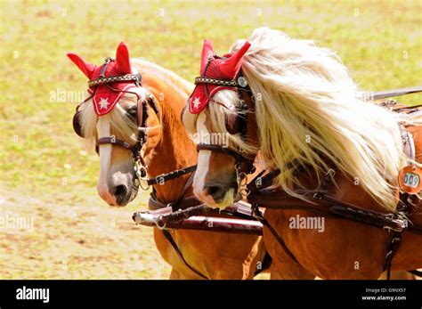 Haflinger Horses Horse Driving Pair Of Horses Breastcollar Harness