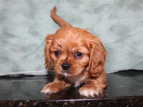 Ruby cavalier king charles spaniels. Cavalier King Charles Spaniel-DOG-Male-Ruby-2721059 ...