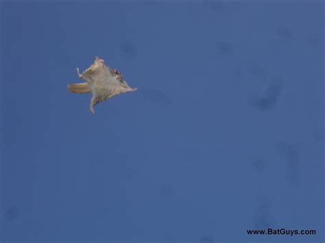 Flying Squirrels - a gallery on Flickr