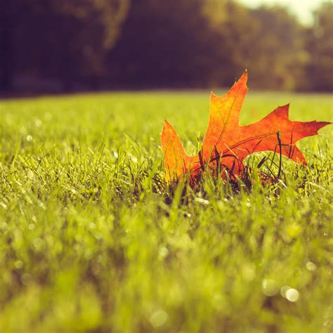 Learn to identify the most common types across your lawn and take these spring weed control tips. Fall Weed Control Tips to Keeping Your Lawn Weed-Free