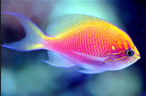 Sunburst Anthias Marine Fish Colorful Fish Saltwater Fish Tanks