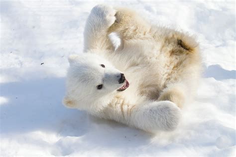 Polar Bear Cub Orphaned In Alaska Lands In Ny Zoo The Weather Channel