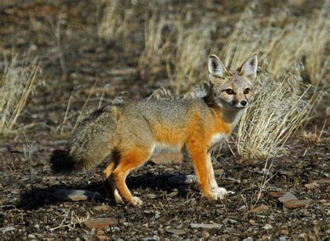 Kit Fox Oregon Conservation Strategy