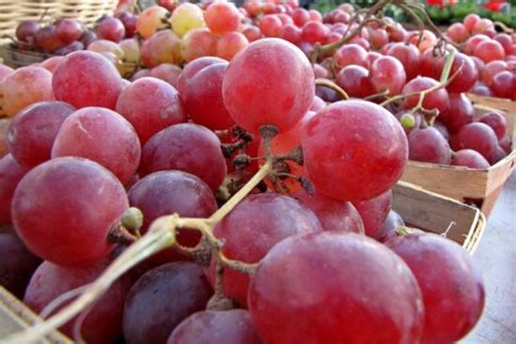 Grape Facts For Kids One Of The Most Popular Types Of Fruits In The