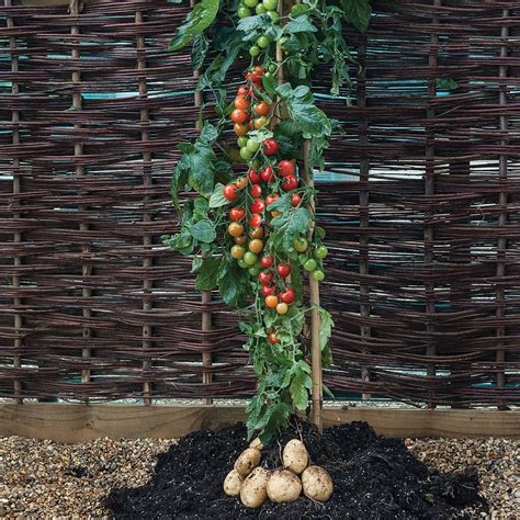 Pomato Tomtato Growing Tomatoes On Potatoes Allotment Garden Diary