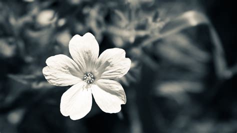 Black And White Flowers Wallpaper 1920x1080 51495