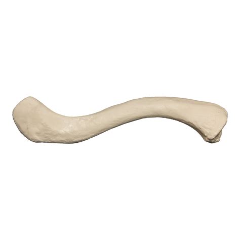 Replica Human Clavicle For Sale Skulls Unlimited International Inc