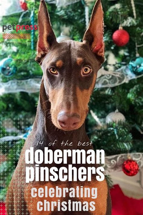 14 Of The Best Doberman Pinschers Celebrating Christmas Right