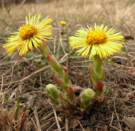 206 likes · 33 talking about this. Significado de las siguientes flores: Farfara, Farolillo ...