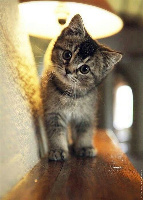 Most Adorable Kitten In The World Baby Animals Pictures Animals And