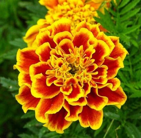 Main flower meanings flower color meaning flower symbolism in different cultures and history interesting and fun facts meaningful botanical and medicinal properties gift giving tips and special occasions ever wondered whether you should offer a … October Birth Flower | Birth flower tattoos, October birth ...