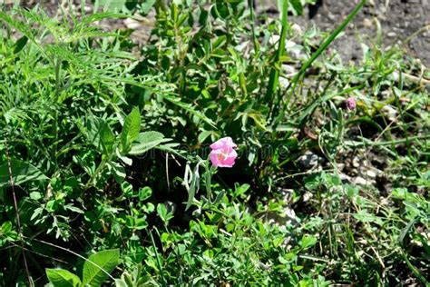 Pink Flower Amidst A Lush Backdrop Of Green Grass And Foliage Stock Image Image Of Flora