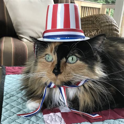 Rescued Cat Made History When She Was Elected Mayor Can She Do It