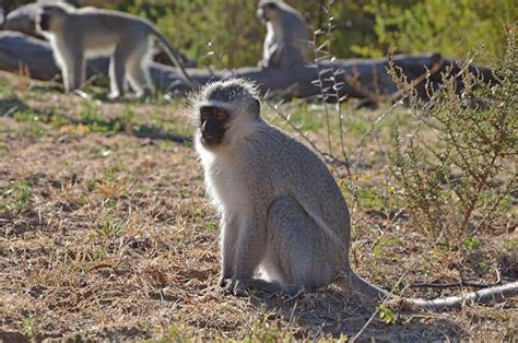 Chunky Monkeys Study Hints How Genes Pedigree And Environment