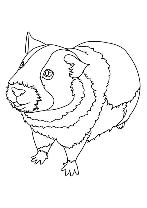 Ausmalbilder hasen meerschweinchen ausmalbilder tiere meerschweinchen einzigartig hasen. Meerschweinchen: Ausmalbilder & Malvorlagen - 100% KOSTENLOS