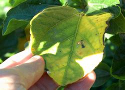 Disease leaf of chinese hibiscus flower. Hibiscus Care - Hibiscus Doctor