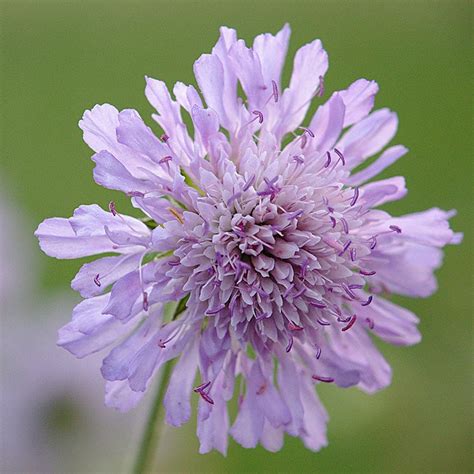 Buy Field Scabious Knautia Arvensis £249 Delivery By Crocus