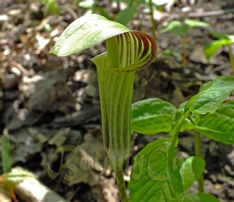 Arisaema is a large and diverse genus of the flowering plant family araceae. Arisaema triphyllum - Botanically Inclined - Seed Adventures