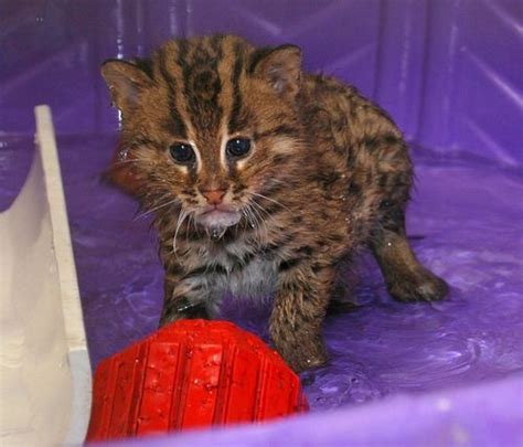 Fishing Cat Kittens At Smithsonians National Zoo Small Wild Cats