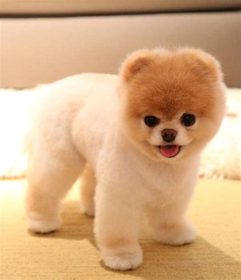 Top 6 Best Pomeranian Haircut Styles Boo The Cutest Dog Boo The Dog
