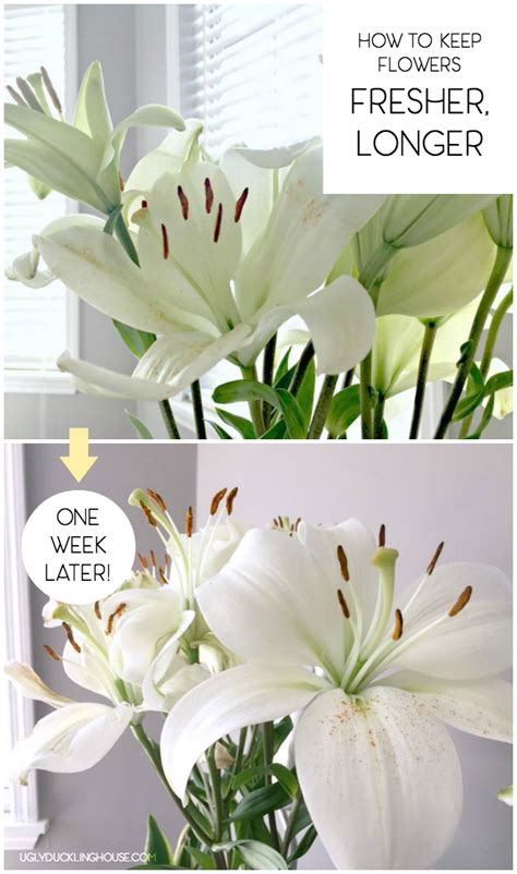 Make the cut at an angle so it's easier for the stems to absorb water. How to Keep Cut Flowers Fresher, Longer • Ugly Duckling House