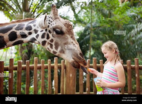 Family feeding giraffe in zoo. Children feed giraffes in tropical